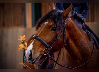 Noriker, Ruin, 8 Jaar, 165 cm, Bruin