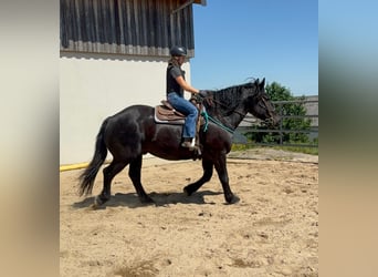 Noriker, Ruin, 8 Jaar, 165 cm, Zwart