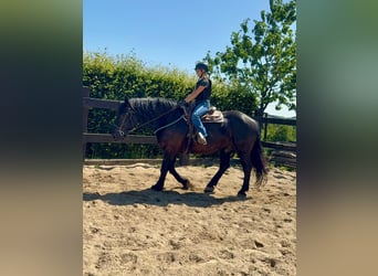 Noriker, Ruin, 8 Jaar, 165 cm, Zwart