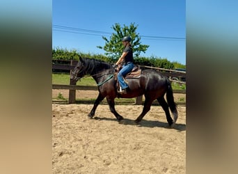 Noriker, Ruin, 8 Jaar, 165 cm, Zwart