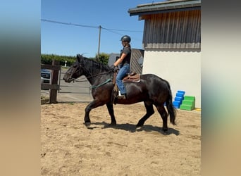 Noriker, Ruin, 8 Jaar, 165 cm, Zwart