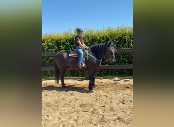Noriker, Ruin, 8 Jaar, 165 cm, Zwart