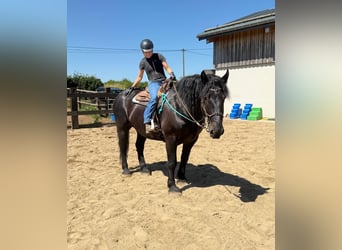 Noriker, Ruin, 8 Jaar, 165 cm, Zwart