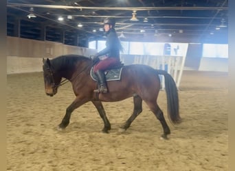 Noriker, Ruin, 8 Jaar, 168 cm, Bruin