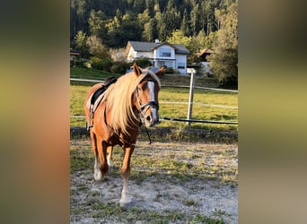 Noriker, Ruin, 8 Jaar, 177 cm, Vos