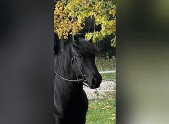 Noriker, Ruin, 9 Jaar, 160 cm, Zwart