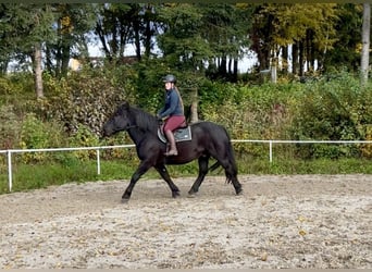 Noriker, Ruin, 9 Jaar, 160 cm, Zwart