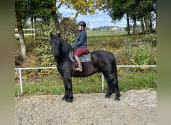 Noriker, Ruin, 9 Jaar, 160 cm, Zwart