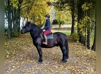 Noriker, Ruin, 9 Jaar, 160 cm, Zwart