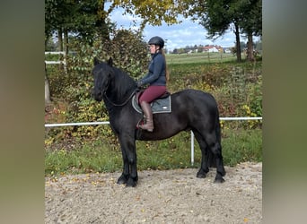 Noriker, Ruin, 9 Jaar, 160 cm, Zwart