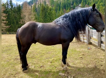 Noriker, Stallion, 12 years, 16.1 hh