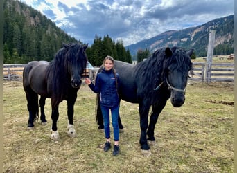 Noriker, Stallion, 13 years, 16,1 hh