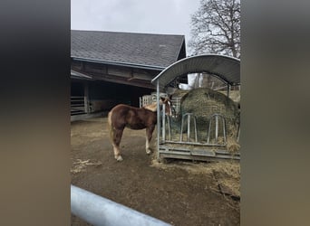 Noriker, Stallion, 1 year, 13.1 hh, Sorrel