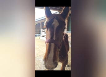 Noriker, Stallion, 1 year, 13.1 hh, Sorrel