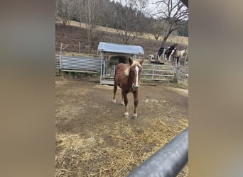 Noriker, Stallion, 1 year, 13.1 hh, Sorrel