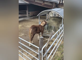 Noriker, Stallion, 1 year, 13,1 hh, Sorrel