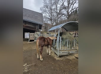 Noriker, Stallion, 1 year, 13,1 hh, Sorrel