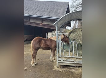 Noriker, Stallion, 1 year, 13,1 hh, Sorrel
