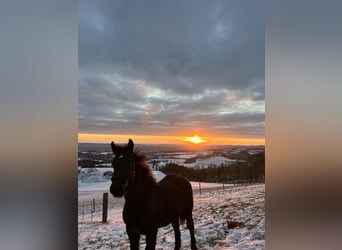 Noriker, Stallion, 1 year, 14,1 hh, Smoky-Black