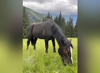 Noriker, Stallion, 1 year, 14,2 hh, Black