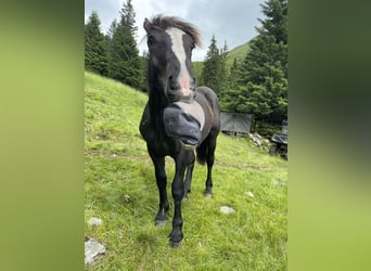 Noriker, Stallion, 1 year, 14,2 hh, Black