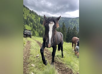 Noriker, Stallion, 1 year, 14,2 hh, Black