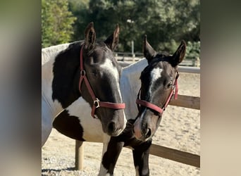 Noriker, Stallion, 1 year, 14.2 hh, Pinto
