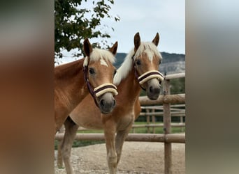 Noriker, Stallion, 1 year, 14.2 hh, Pinto