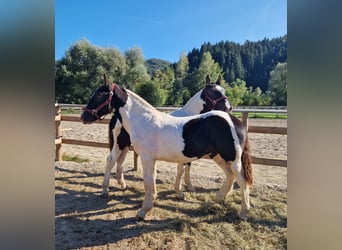 Noriker, Stallion, 1 year, 14.2 hh, Pinto