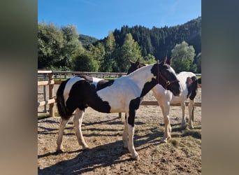 Noriker, Stallion, 1 year, 14.2 hh, Pinto