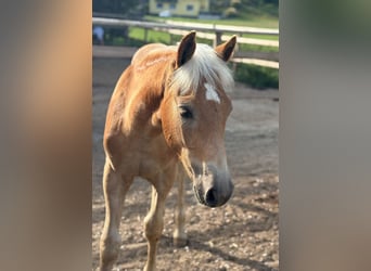Noriker, Stallion, 1 year, 14.2 hh, Pinto