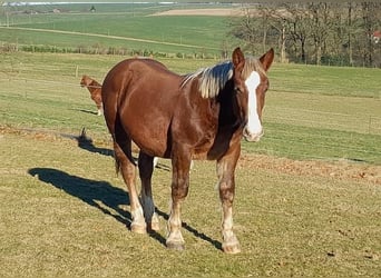 Noriker, Stallion, 1 year, 15.2 hh, Chestnut