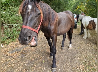 Noriker, Stallion, 1 year, 15,2 hh, Black