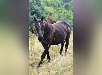 Noriker, Stallion, 1 year, 15,2 hh, Black