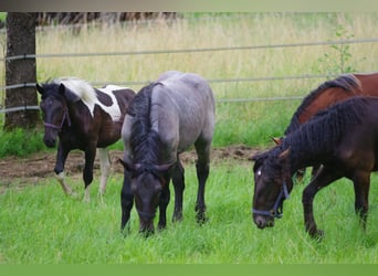 Noriker, Stallion, 1 year, 16,1 hh