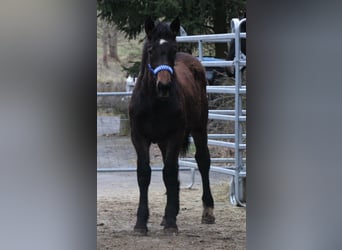 Noriker Mix, Stallion, 1 year, 16 hh, Black