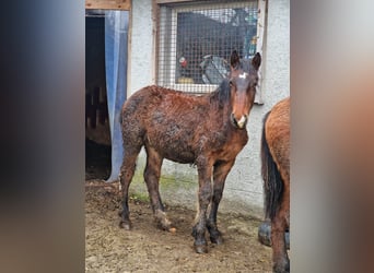 Noriker, Stallion, 1 year, 16 hh, Brown