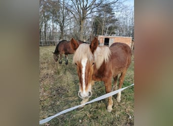 Noriker, Stallion, 1 year, 16 hh, Chestnut-Red