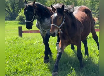 Noriker, Stallion, 1 year, 16,1 hh, Brown