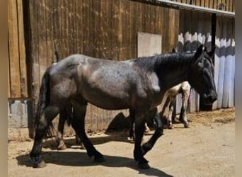 Noriker, Hengst, 1 Jahr, 17 hh