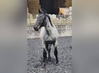 Noriker, Hengst, 1 Jahr, 17 hh