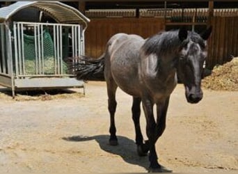 Noriker, Stallion, 1 year, 17 hh