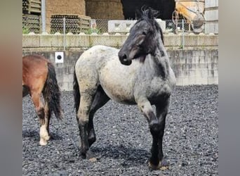 Noriker, Stallion, 1 year, 17 hh