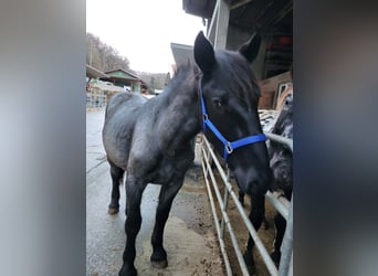 Noriker, Stallion, 1 year, 17 hh