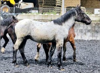 Noriker, Stallion, 1 year, 17 hh