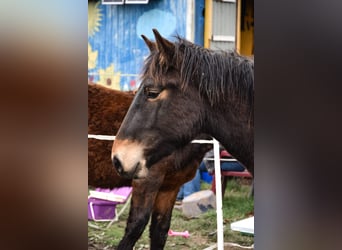 Noriker, Stallion, 1 year, Bay-Dark