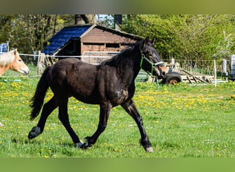 Noriker, Stallion, 1 year, Bay-Dark
