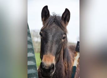 Noriker, Stallion, 1 year, Bay-Dark