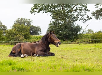 Noriker, Stallion, 1 year, Bay-Dark