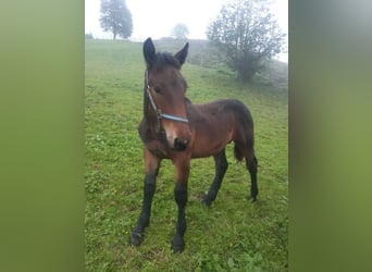 Noriker, Stallion, 1 year, Bay-Dark